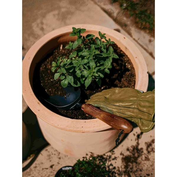 Barebones Garden Scoop 9 Barebones Garden Scoop - Image 7