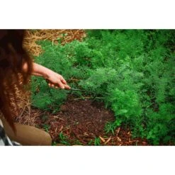 Barebones Japanese Weeding Hoe - Heat-treated 2CR13 Stainless Steel Blade 15 Barebones Japanese Weeding Hoe - Heat-treated 2CR13 Stainless Steel Blade -Barebones Barebones20Systems20LLC GDNxx094xx22xxLSxxa3a9eb