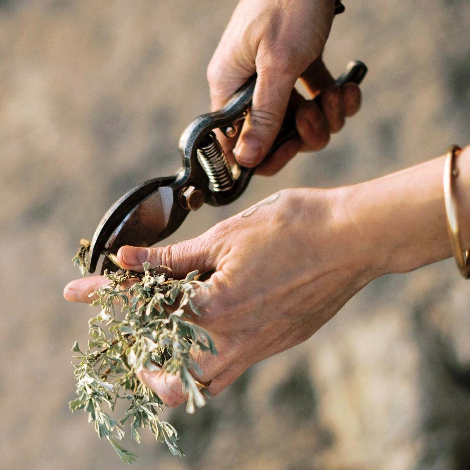 Barebones Pruner 9 Barebones Pruner - Image 7