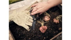 Barebones Large Scissors With Ambidextrous Grip -Barebones opplanet barebones large scissors wooden handle 4in heat treated stainless steel blade gdn 058 av 4