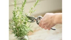 Barebones Pruner -Barebones opplanet barebones pruner metal 8in x 2 95in x 1 25in gdn 051 av 4