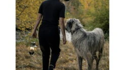 Barebones Railroad Lantern 27 Barebones Railroad Lantern -Barebones opplanet barebones railroad lantern olive drab liv 281 av 6